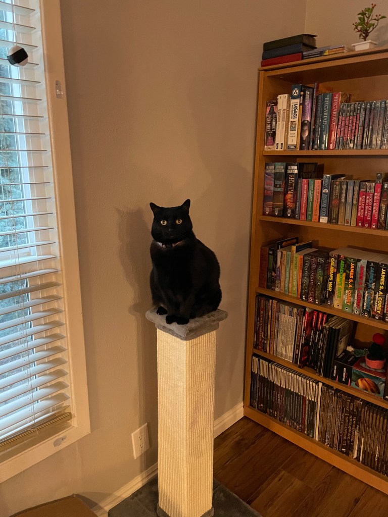 Juno, a black cat, sitting on her scratching post pillar in front of books. 