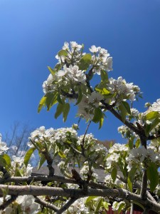 a branch of the pear tree with white blossoms all over it. 